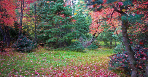 A vibrant forest scene with colorful autumn leaves, green trees, and a carpet of fallen leaves on the ground.