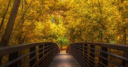 A wooden bridge leads through a vibrant autumn forest filled with golden leaves.