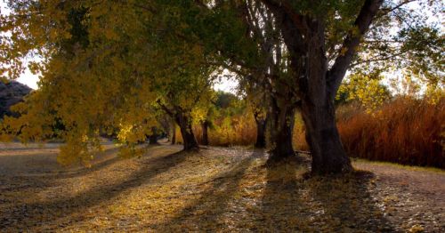 A serene landscape with tall trees and golden leaves, casting long shadows on a sunlit ground.