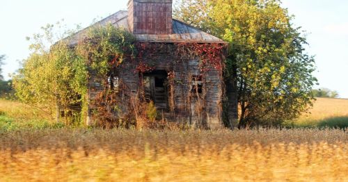 Abandoned house overgrown with vines, surrounded by a golden field and trees under a clear sky.