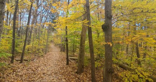 A serene forest path lined with trees displaying vibrant autumn leaves and a carpet of fallen leaves on the ground.