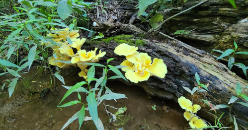 Bright yellow mushrooms grow on a decaying log, surrounded by green foliage and water in a forest setting.
