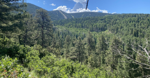 Lush green forest with tall trees and mountains in the background under a clear blue sky with scattered clouds.