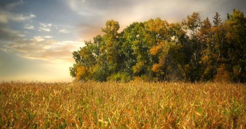 A golden cornfield stretches towards a tree line under a cloudy sky, showcasing autumn colors.
