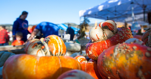 Colorful pumpkins in the foreground with people browsing at a market in the background under a clear blue sky.