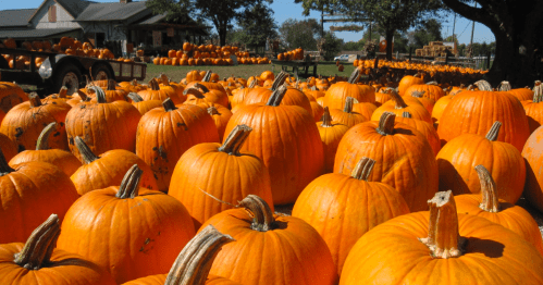 A field filled with bright orange pumpkins, with a farm and trees in the background on a sunny day.