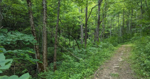 A lush green forest with tall trees and a dirt path winding through dense foliage.