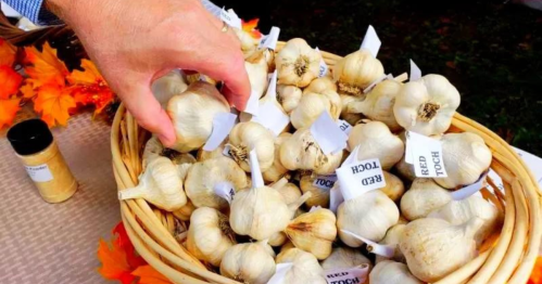 A hand reaching into a basket filled with garlic bulbs labeled "Red Toch," surrounded by autumn leaves.