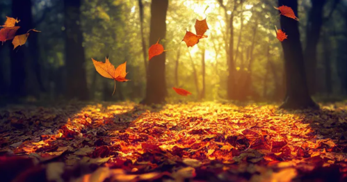 A serene forest scene with sunlight filtering through trees, surrounded by vibrant autumn leaves on the ground.