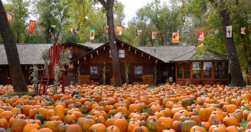A pumpkin patch filled with orange pumpkins, with a rustic building and colorful banners in the background.