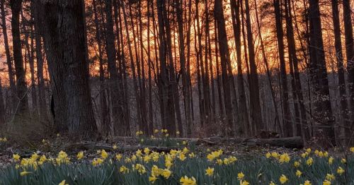 A field of yellow daffodils in the foreground with a sunset glowing through a forest of tall trees in the background.