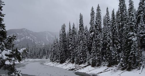 A snowy landscape featuring tall evergreen trees beside a frozen river under a cloudy sky.