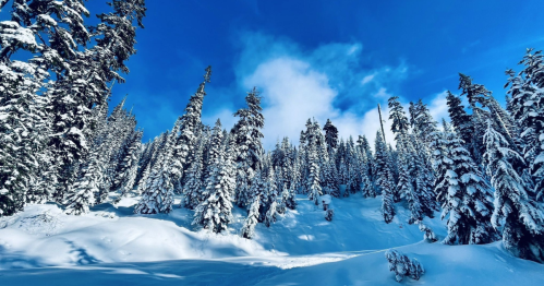 A snowy landscape with tall evergreen trees under a bright blue sky and scattered clouds.
