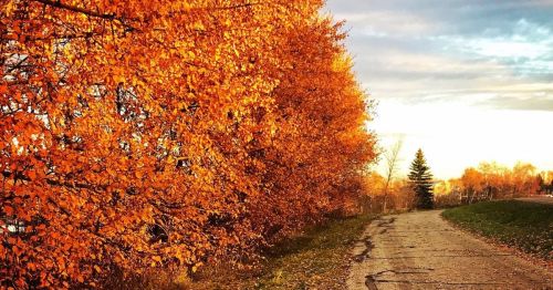 A scenic path lined with vibrant orange autumn trees under a partly cloudy sky.