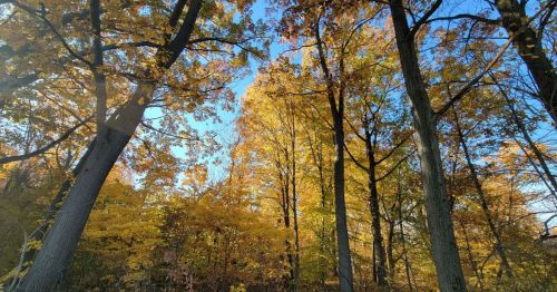 A vibrant forest scene with tall trees displaying bright yellow autumn leaves against a clear blue sky.