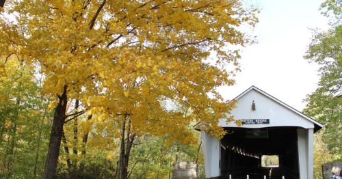 A white covered bridge surrounded by vibrant yellow autumn trees under a clear sky.