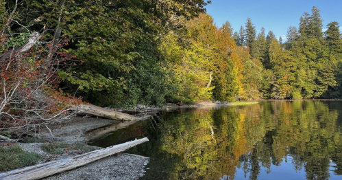A serene lakeside scene with trees reflecting in calm water, surrounded by autumn foliage and a sandy shore.