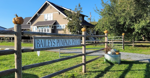 A wooden fence with a sign reading "Bailey's Pumpkin Patch" in front of a house and pumpkin decorations.