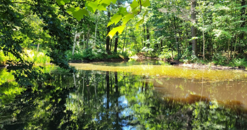 A serene pond surrounded by lush green trees, reflecting the vibrant foliage on a sunny day.