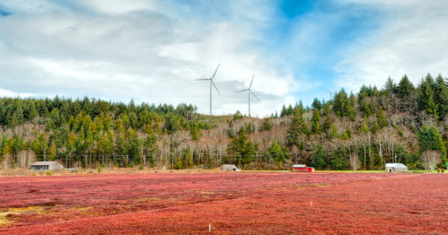 A vibrant red field with wind turbines in the background, surrounded by trees and a cloudy sky.