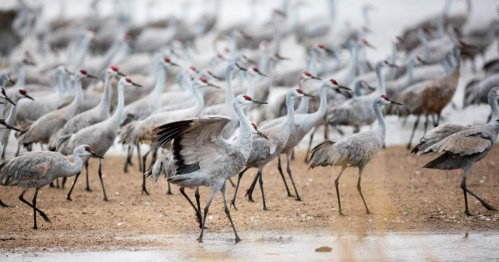 A large flock of gray cranes gathered on a sandy shore, some walking and others standing in a serene environment.