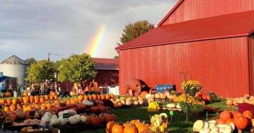 A vibrant pumpkin patch with various pumpkins and a rainbow in the background, beside a red barn.