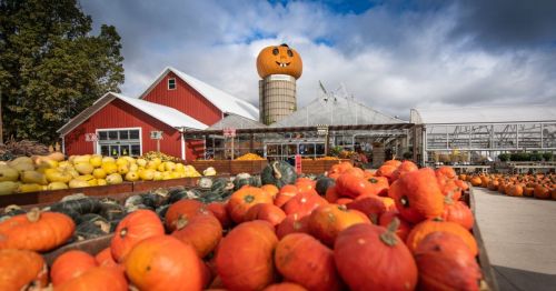A farm stand with pumpkins in the foreground and a red barn with a large pumpkin decoration on the silo in the background.