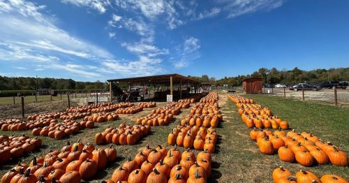 A field of bright orange pumpkins under a blue sky, with a barn and trees in the background.