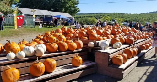 A pumpkin patch with numerous orange and white pumpkins displayed on wooden tables, with people browsing in the background.