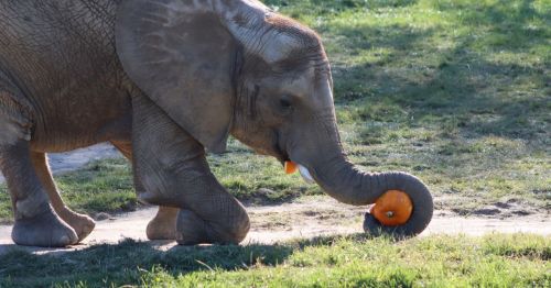 An elephant playfully rolls a pumpkin with its trunk on a grassy path.