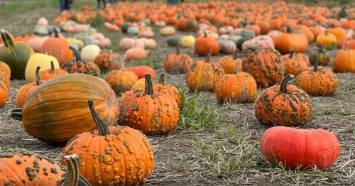 A field filled with various pumpkins in different colors and sizes, scattered across the ground.