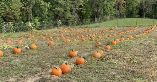 A pumpkin patch with numerous orange pumpkins scattered across a grassy field, surrounded by trees.