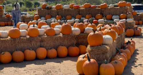 A pumpkin patch with stacked hay bales and various pumpkins in orange and white, set in a sunny outdoor area.