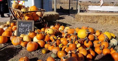 A variety of pumpkins in orange hues scattered on the ground near a wooden cart and a sign for a fruit farm.