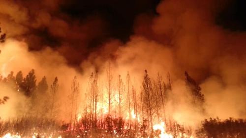A forest engulfed in flames at night, with thick smoke billowing into the sky.
