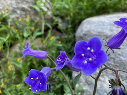 Close-up of vibrant purple flowers with white stamens, surrounded by green foliage and rocky background.