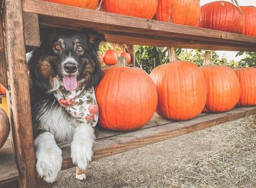 A dog with a floral scarf rests on a wooden shelf beside bright orange pumpkins in a pumpkin patch.