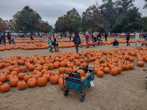 A pumpkin patch filled with people selecting pumpkins, with a cart in the foreground and trees in the background.