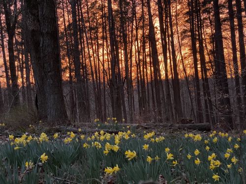 A forest at sunset, with vibrant orange skies and a foreground of blooming yellow daffodils.