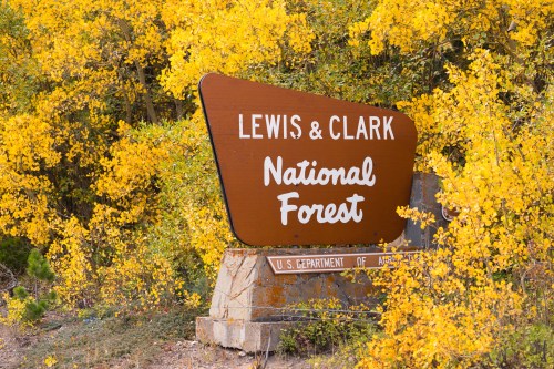Sign for Lewis & Clark National Forest surrounded by vibrant yellow autumn foliage.