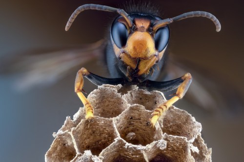 Close-up of a hornet perched on its nest, showcasing detailed features and textures of the insect and structure.
