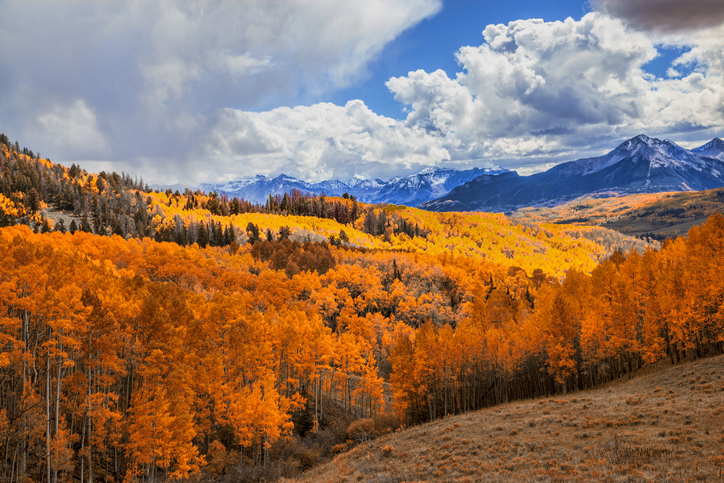 Colorado Autumn Leaves 2025