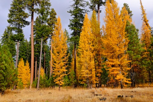 A forest scene featuring tall trees with vibrant yellow foliage among green pines, set against a cloudy sky.