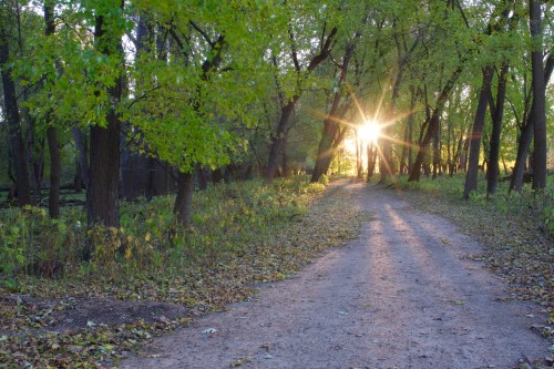 A sunbeam shines through trees along a peaceful dirt path in a lush green forest.
