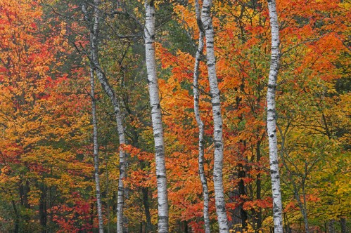 Birch trees with white bark stand among vibrant autumn foliage in shades of orange, red, and yellow.