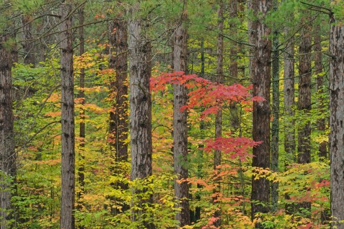 A vibrant forest scene with tall trees and colorful autumn leaves in shades of red, orange, and yellow.
