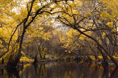 A serene river surrounded by vibrant yellow trees, reflecting autumn colors in calm water.