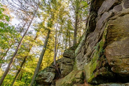 A rocky cliff surrounded by tall trees and lush greenery under a bright sky.