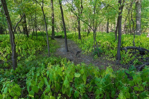 A lush green forest scene with trees and vibrant undergrowth, creating a serene natural pathway.
