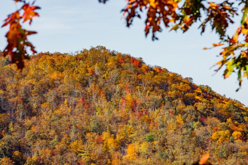 A vibrant hillside covered in autumn foliage, showcasing a mix of orange, red, and yellow leaves against a clear sky.
